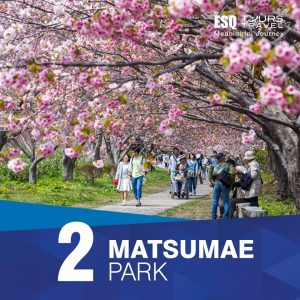 esq tours travel | tradisi hanami di jepang Matsumae Park