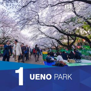 esq tours travel | tradisi hanami di jepang Ueno Park